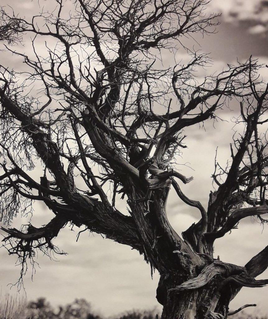 whatsapp-image-2018-12-15-at-12-27-35-pm